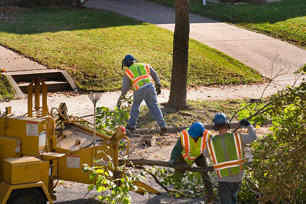 Best Root Management and Removal  in Buckhead Ridge, FL