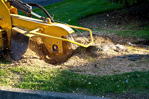 Best Aeration Services  in Buckhead Ridge, FL